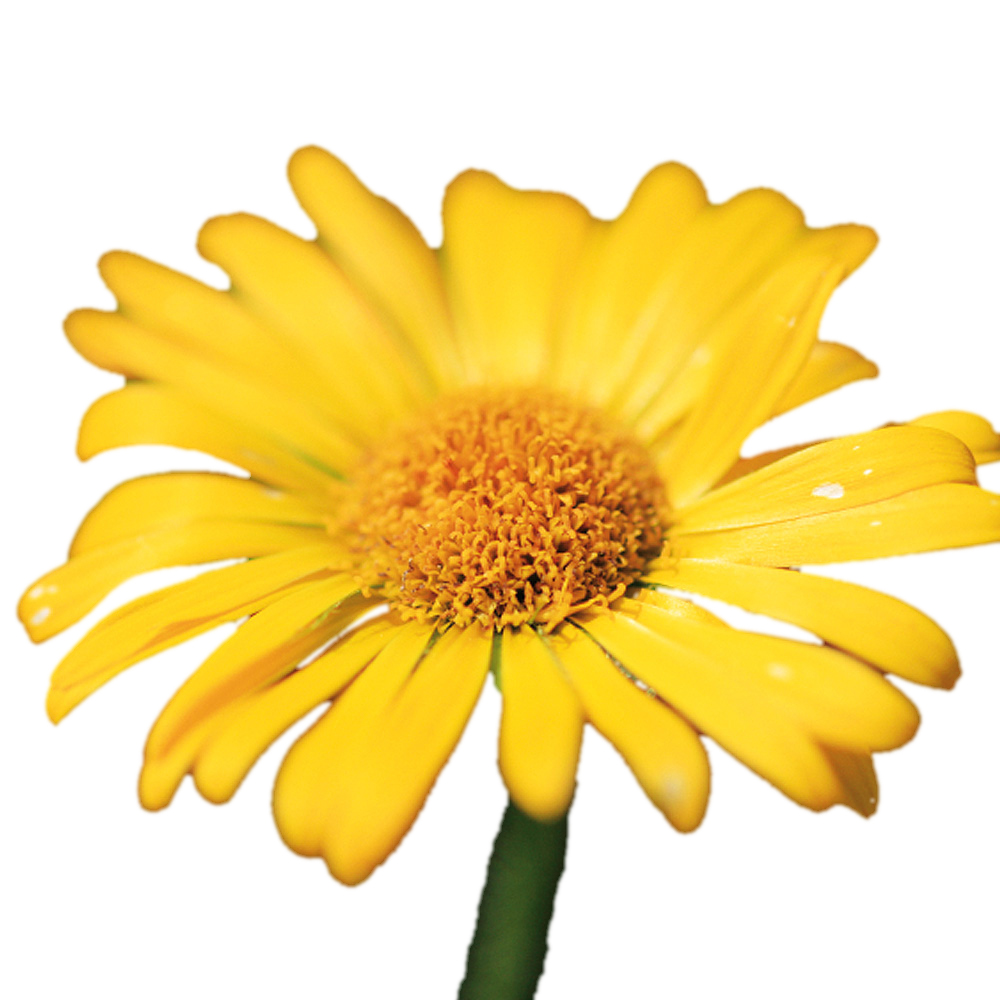 Huile végétale Arnica BIO (Macérât huileux)