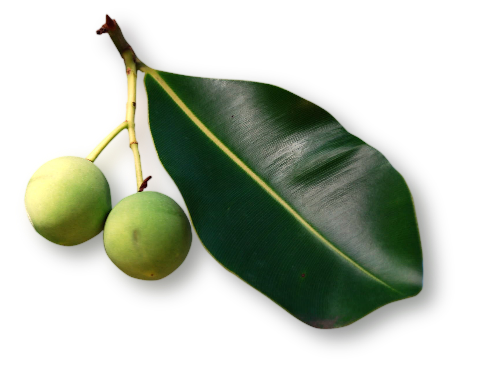 Huile végétale Calophyle Inophyle BIO
