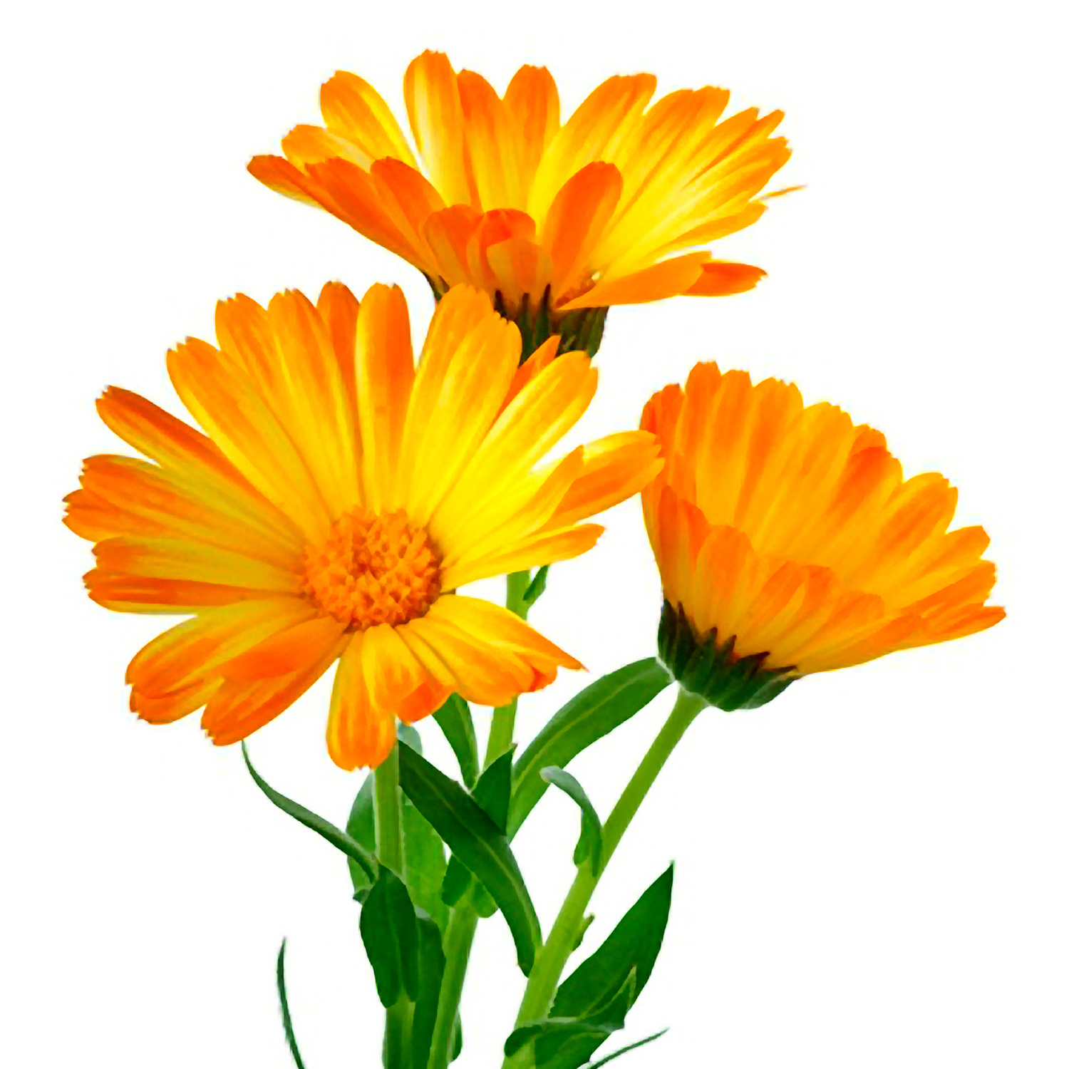 Huile végétale Calendula BIO (Macérât huileux)