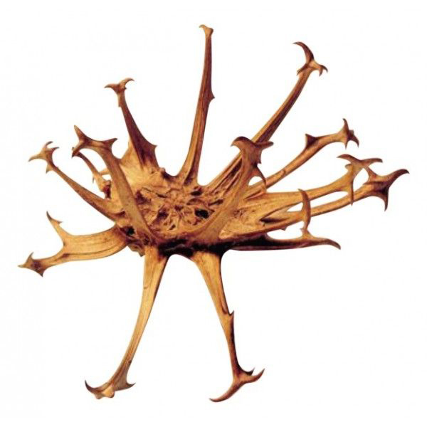 Huile végétale Harpagophytum BIO (Macérât huileux)