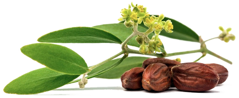 Huile végétale Jojoba BIO