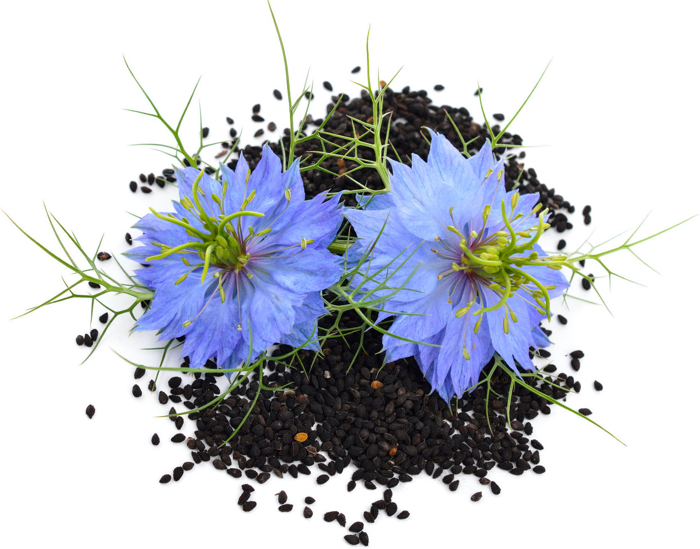 Huile végétale Nigelle BIO