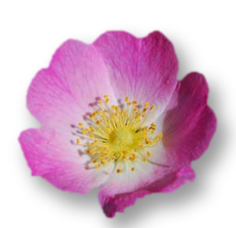 Huile végétale Rose Musquée BIO