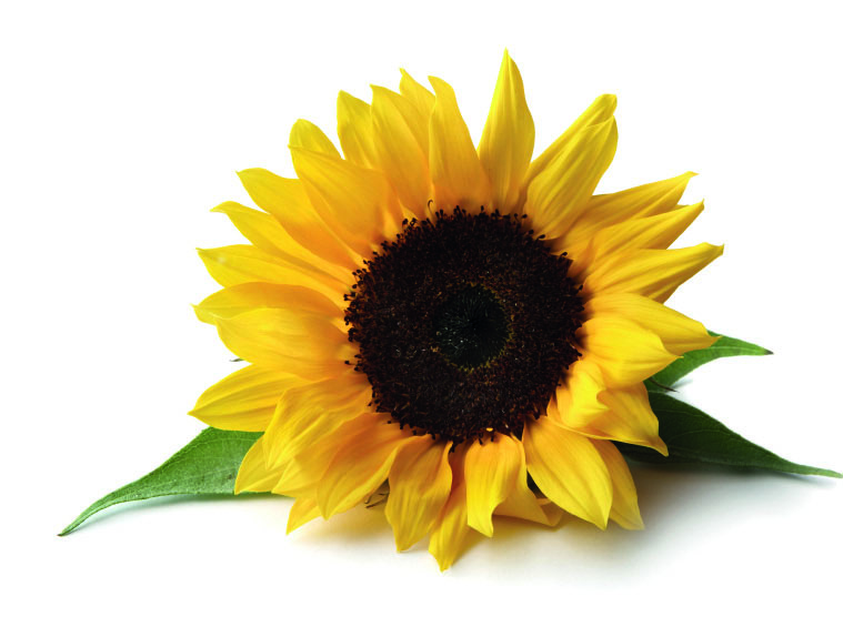 Huile végétale Tournesol BIO