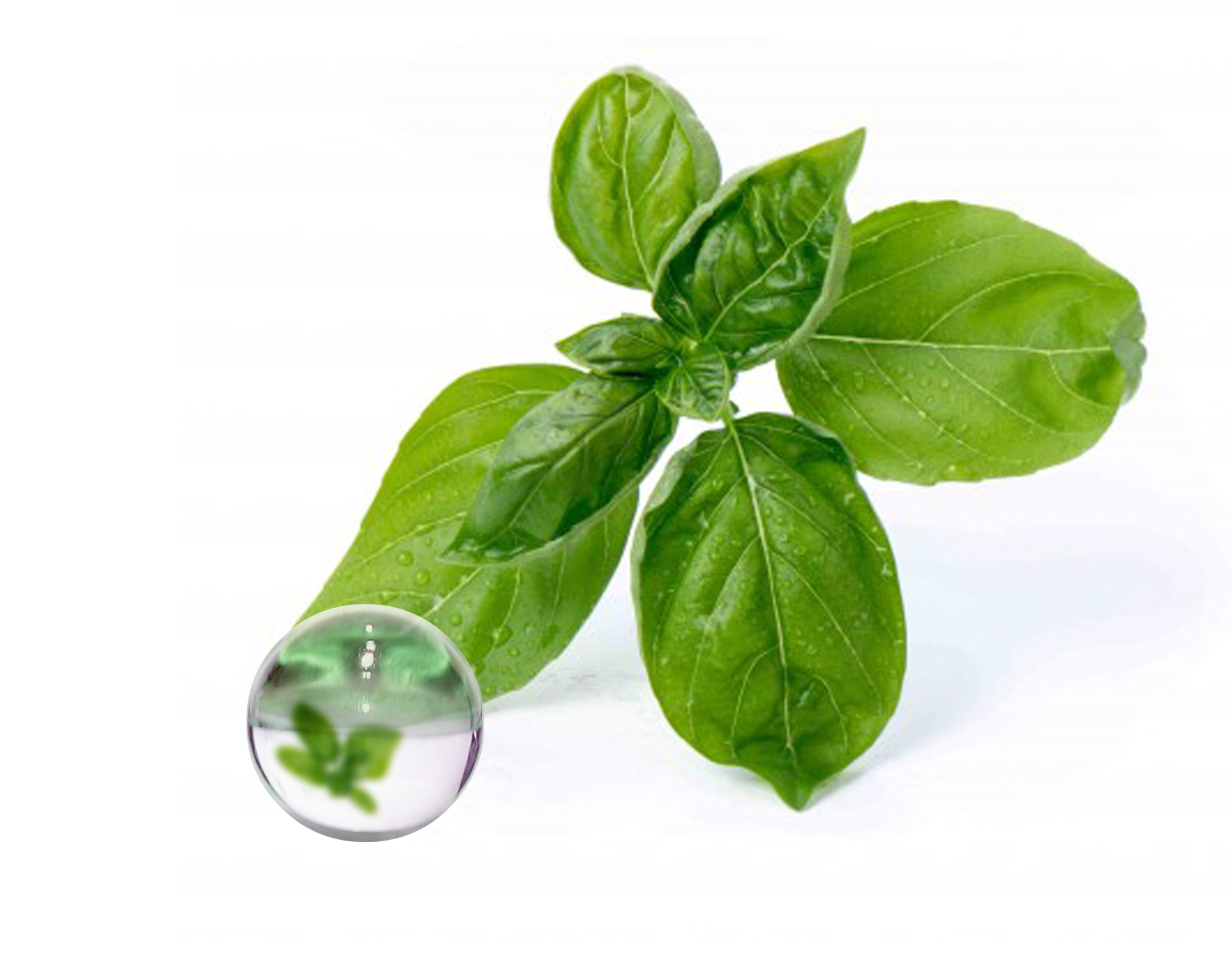 Hydrolat Basilic Grand Vert BIO
