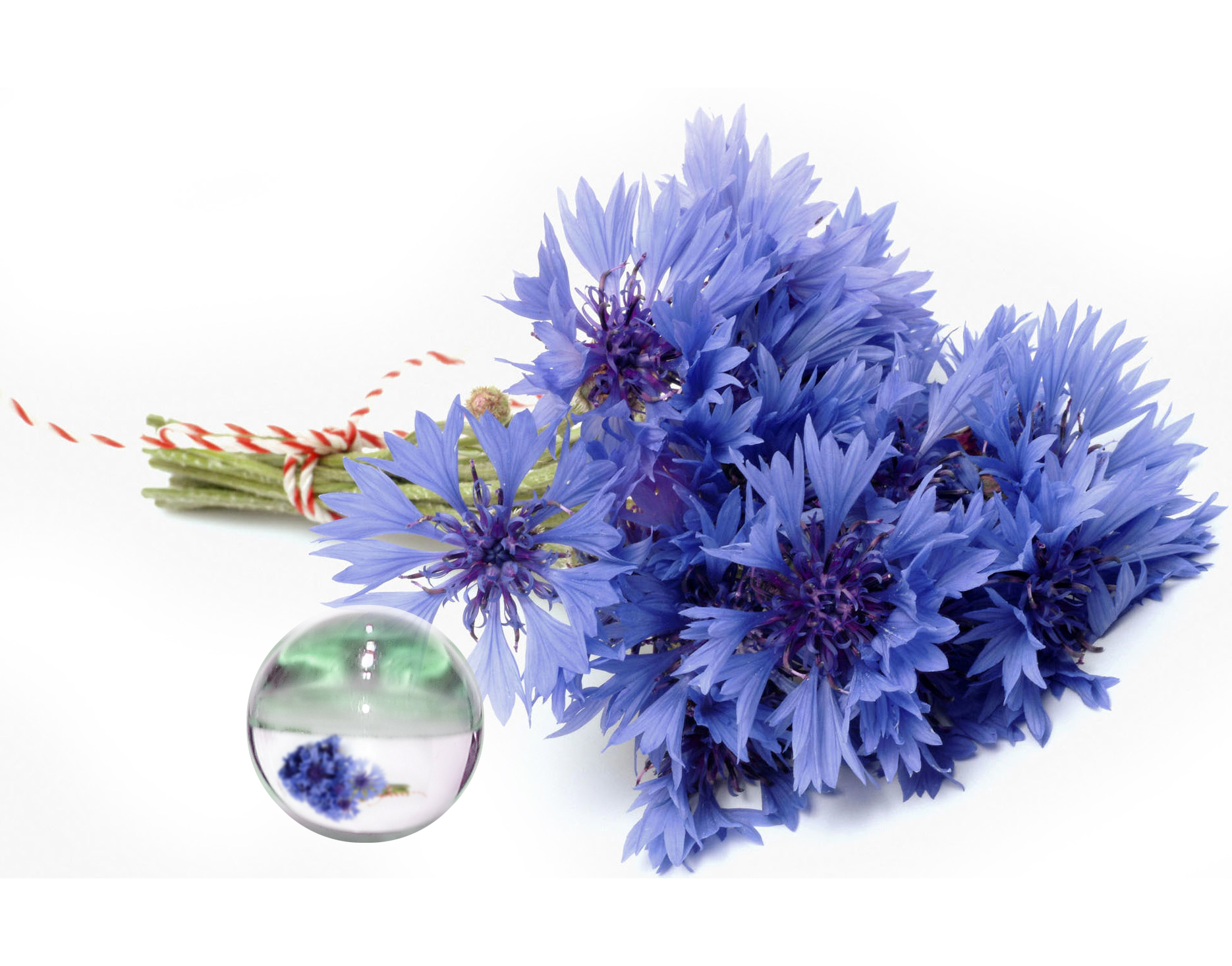 Hydrolat Bleuet BIO