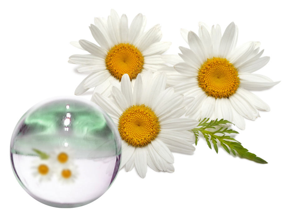 Hydrolat Camomille BIO