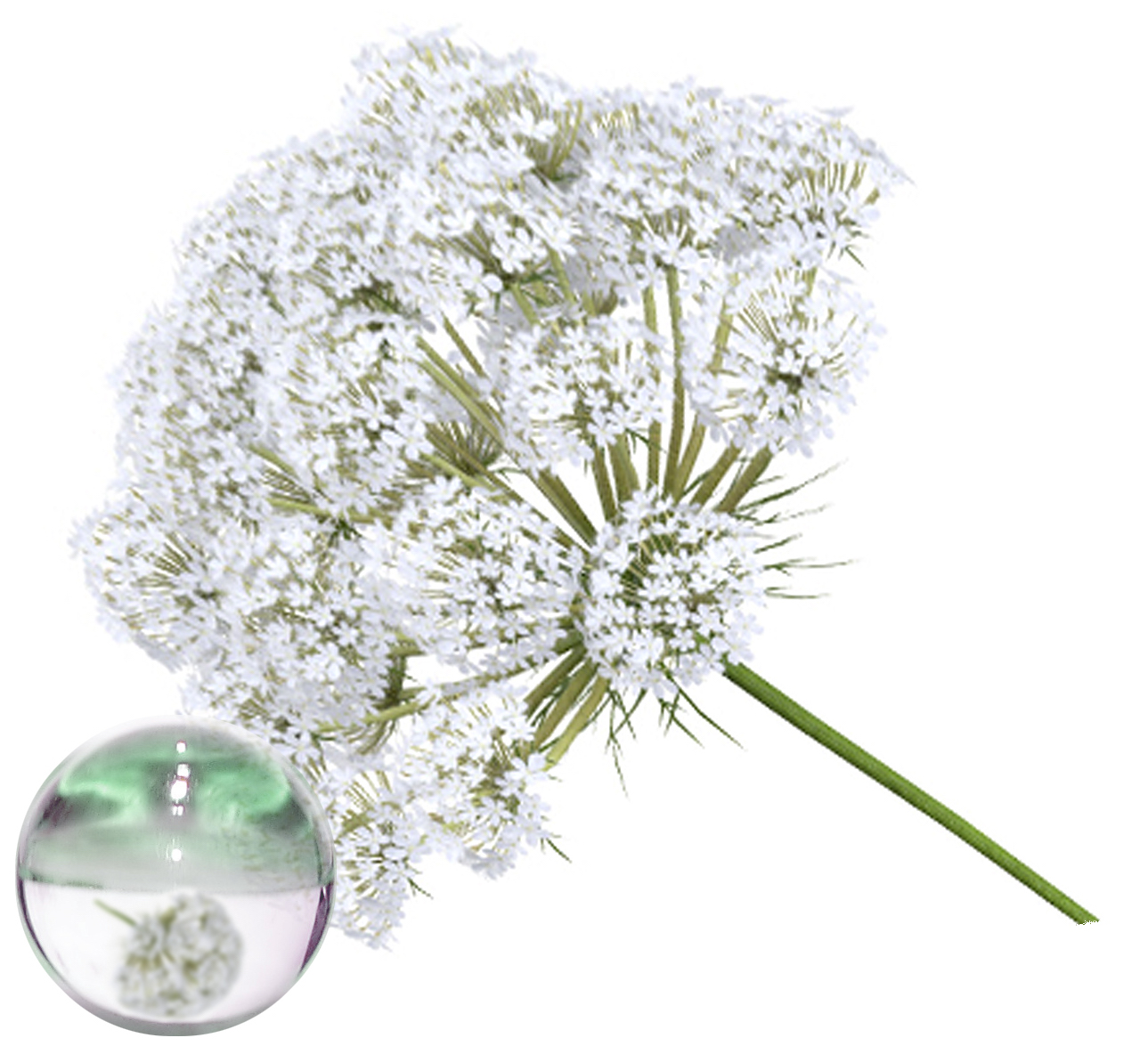 Hydrolat Carotte BIO