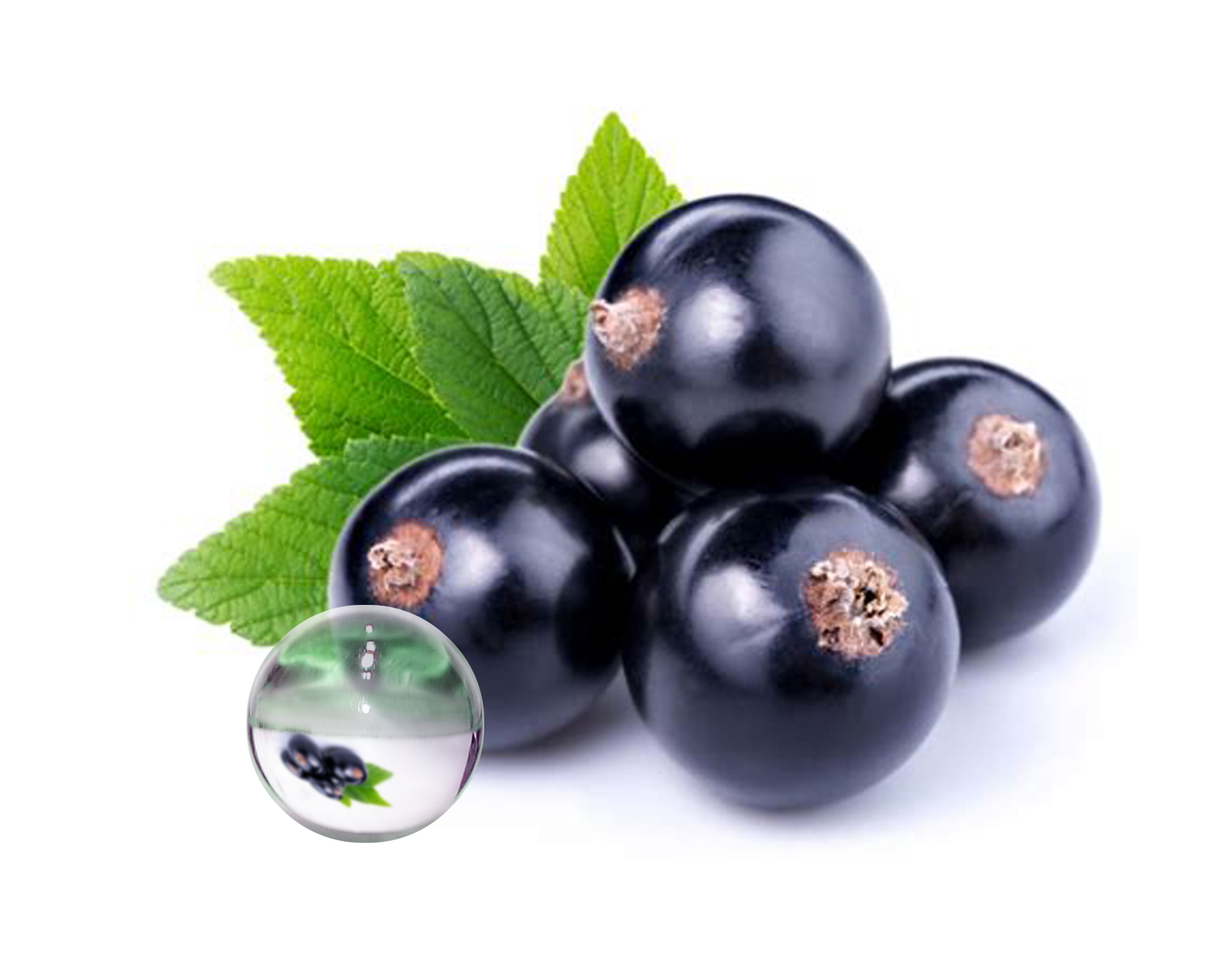 Hydrolat Cassis BIO