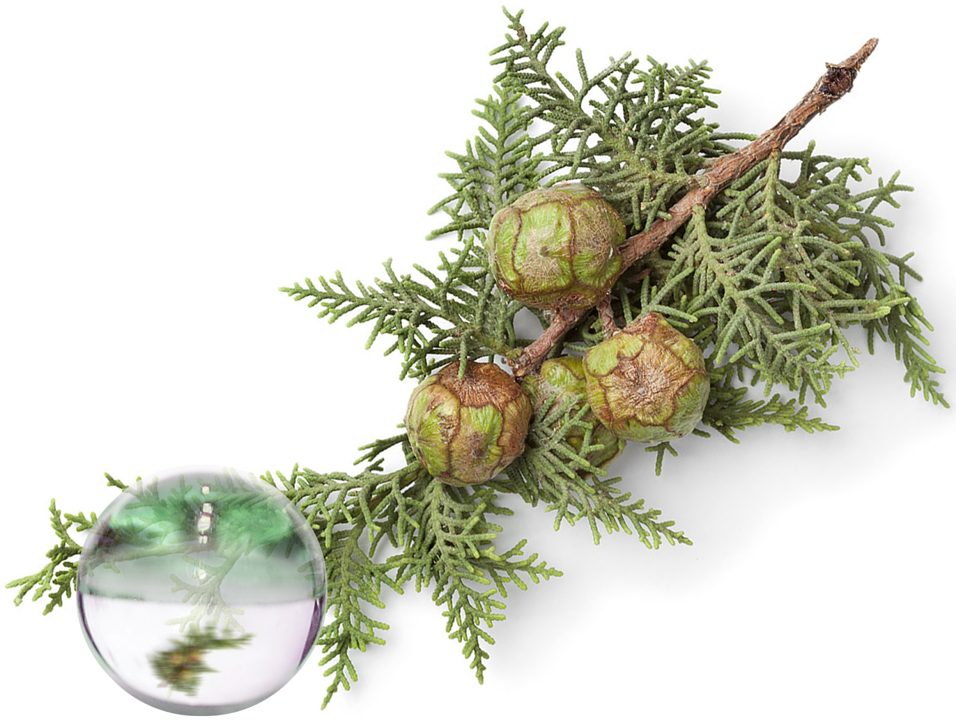 Hydrolat Cyprès BIO