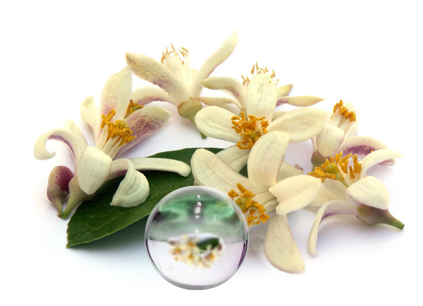 Hydrolat Fleur d’Oranger BIO