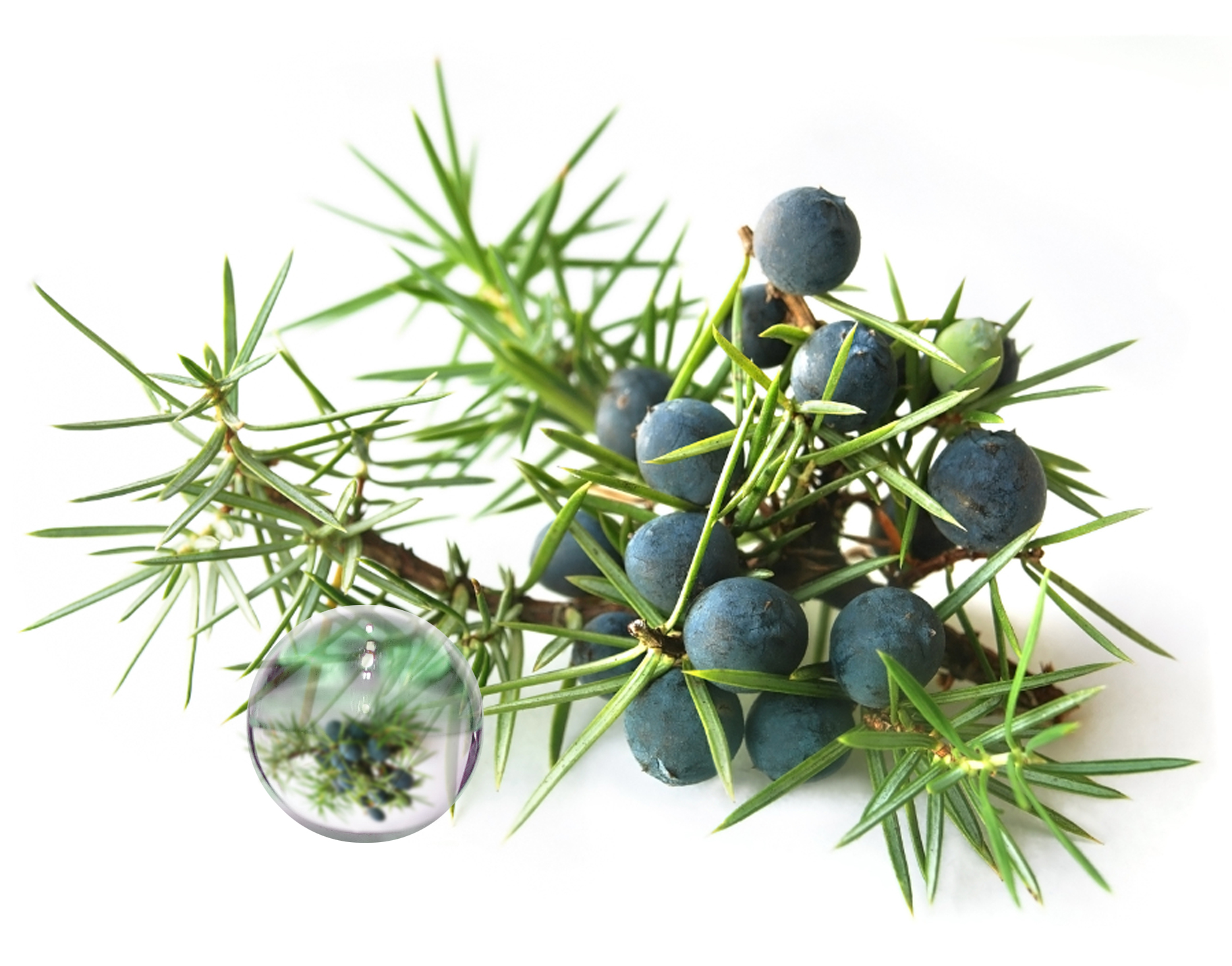 Hydrolat Genévrier commun BIO