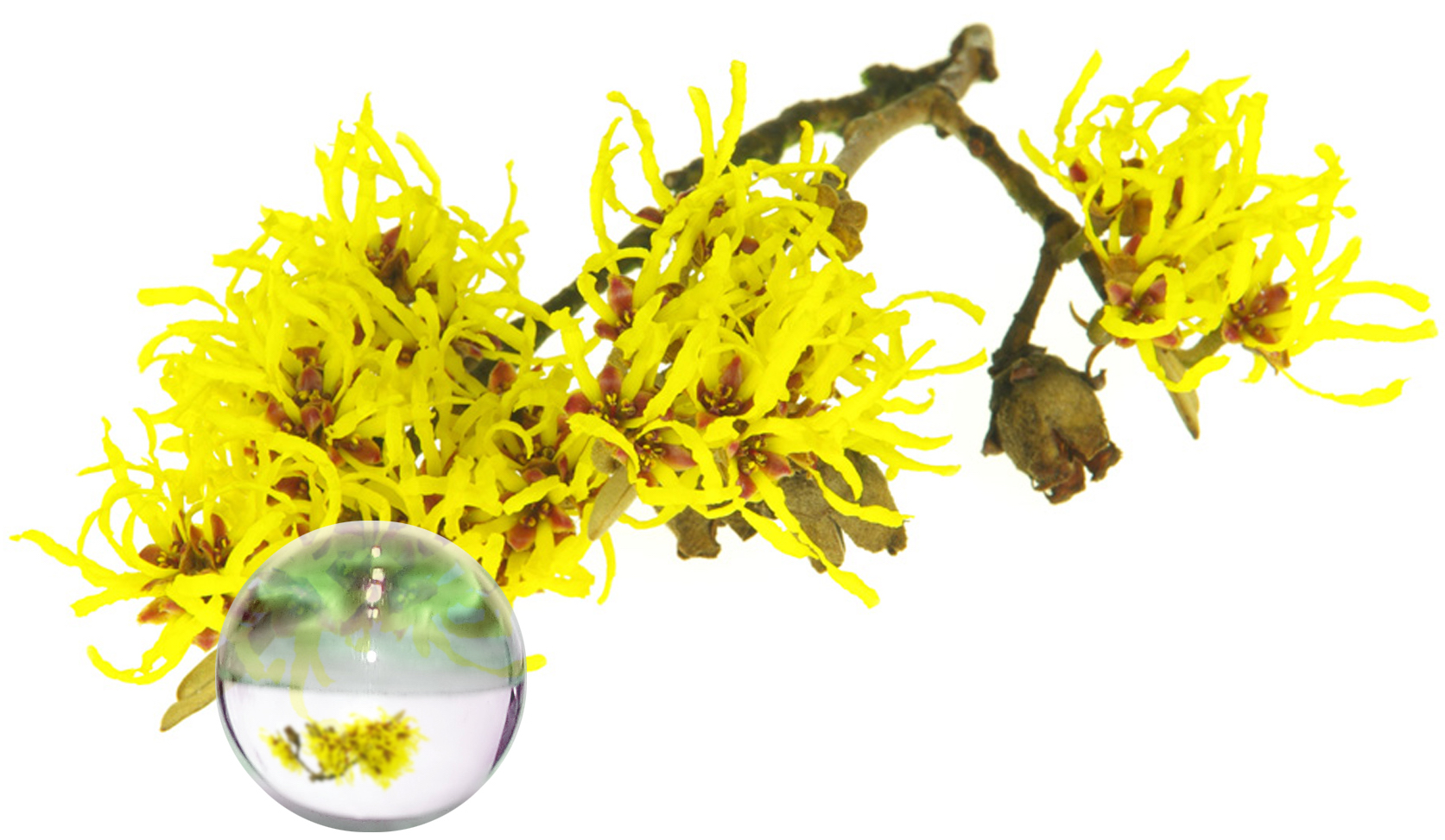 Hydrolat Hamamélis BIO