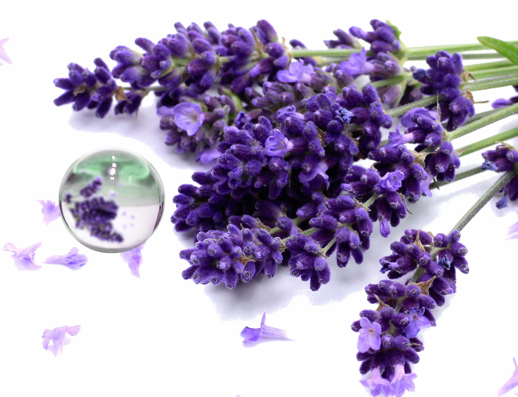 Hydrolat Lavande Vraie BIO