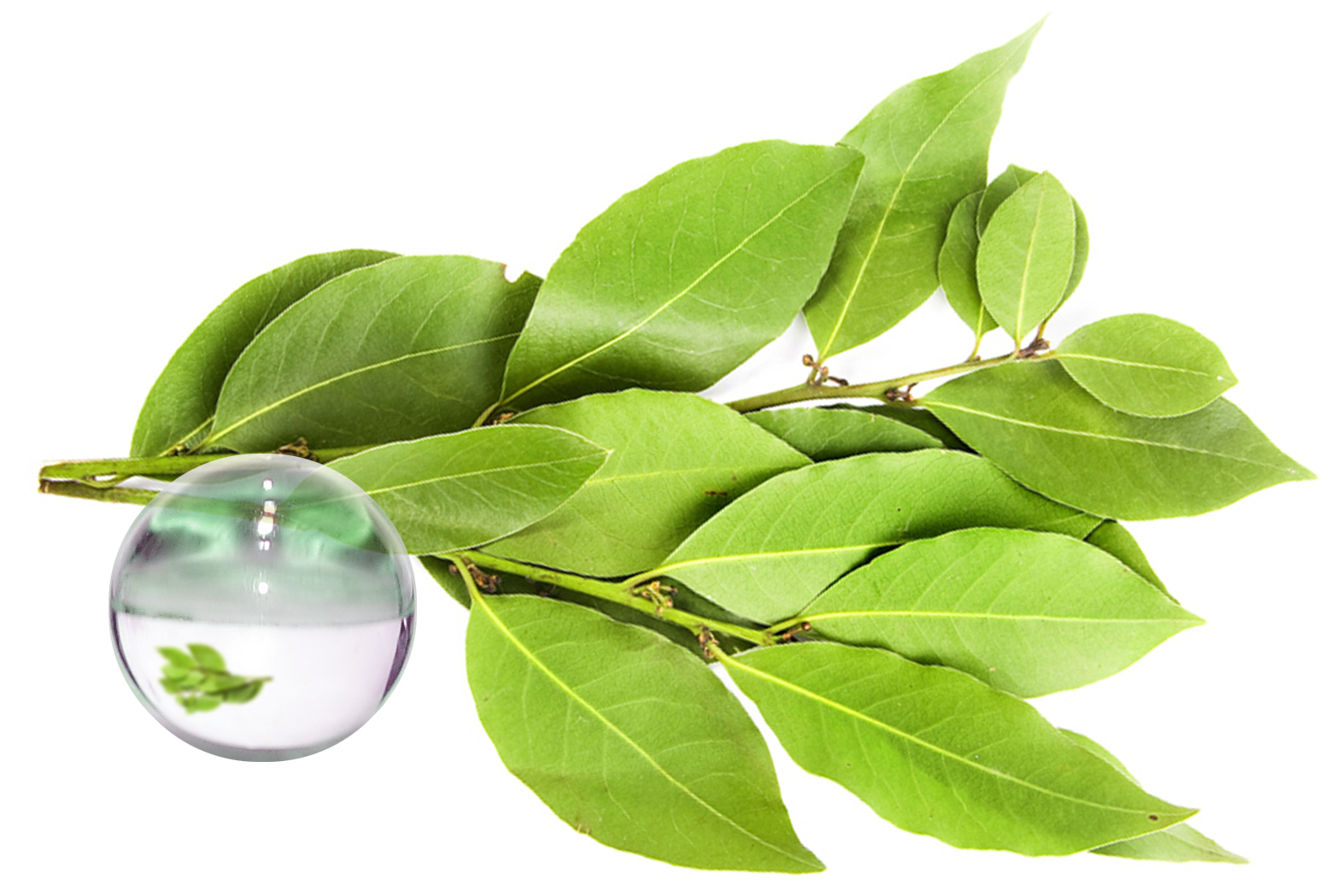 Hydrolat Laurier Noble BIO