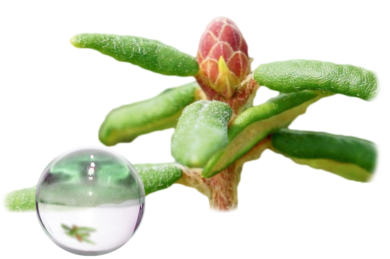Hydrolat Ledon du Groenland BIO