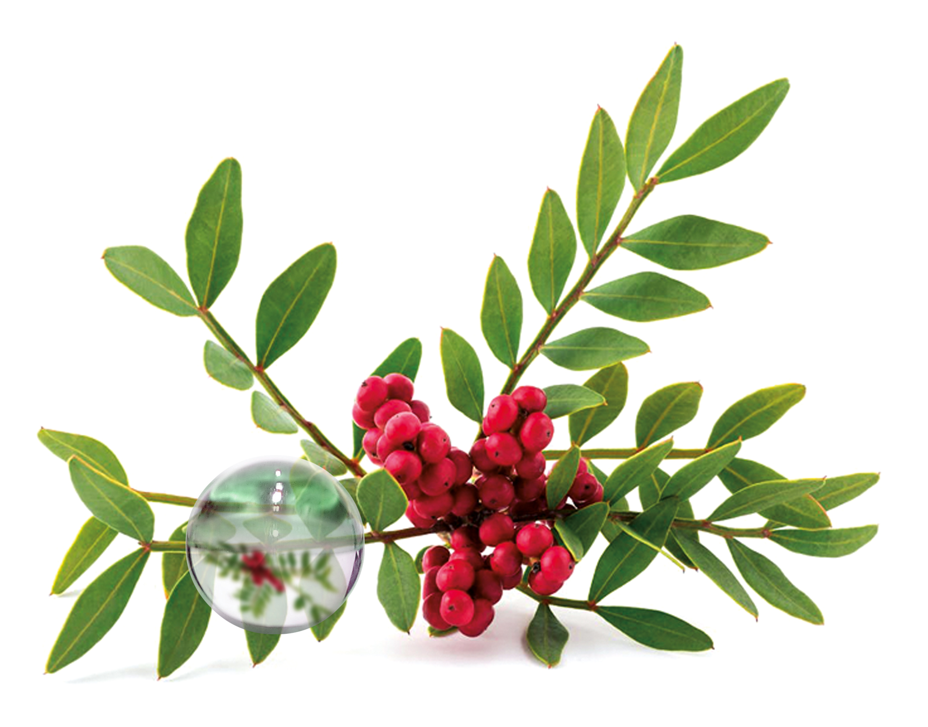 Hydrolat Lentisque Pistachier BIO