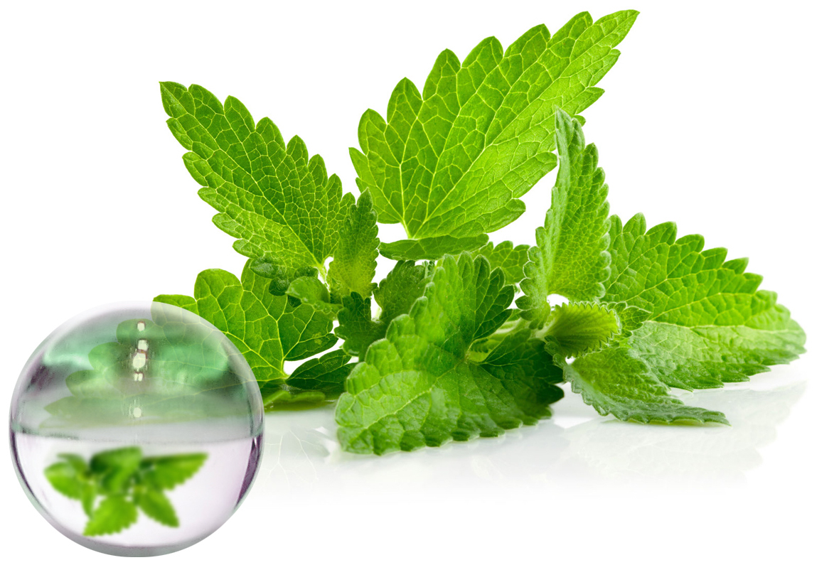 organic lemon balm hydrosol