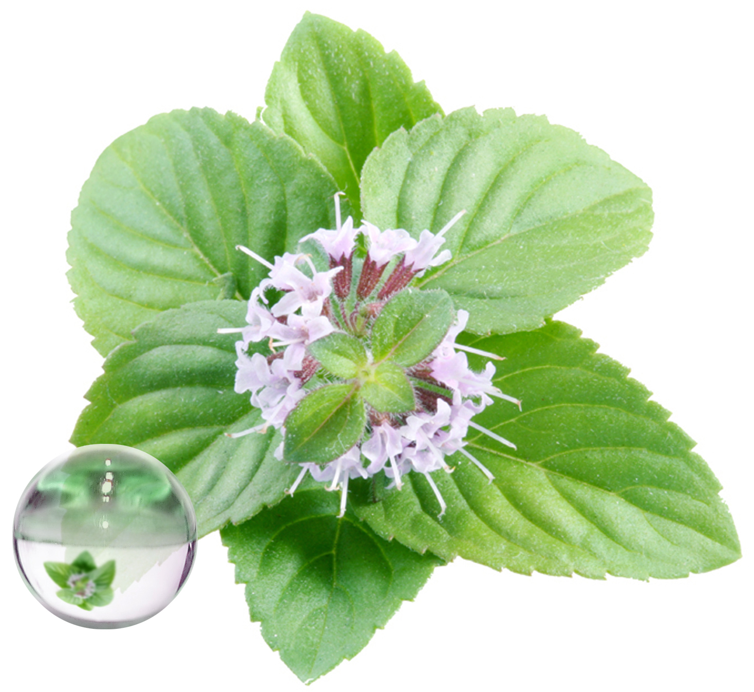 Hydrolat Menthe Poivrée BIO