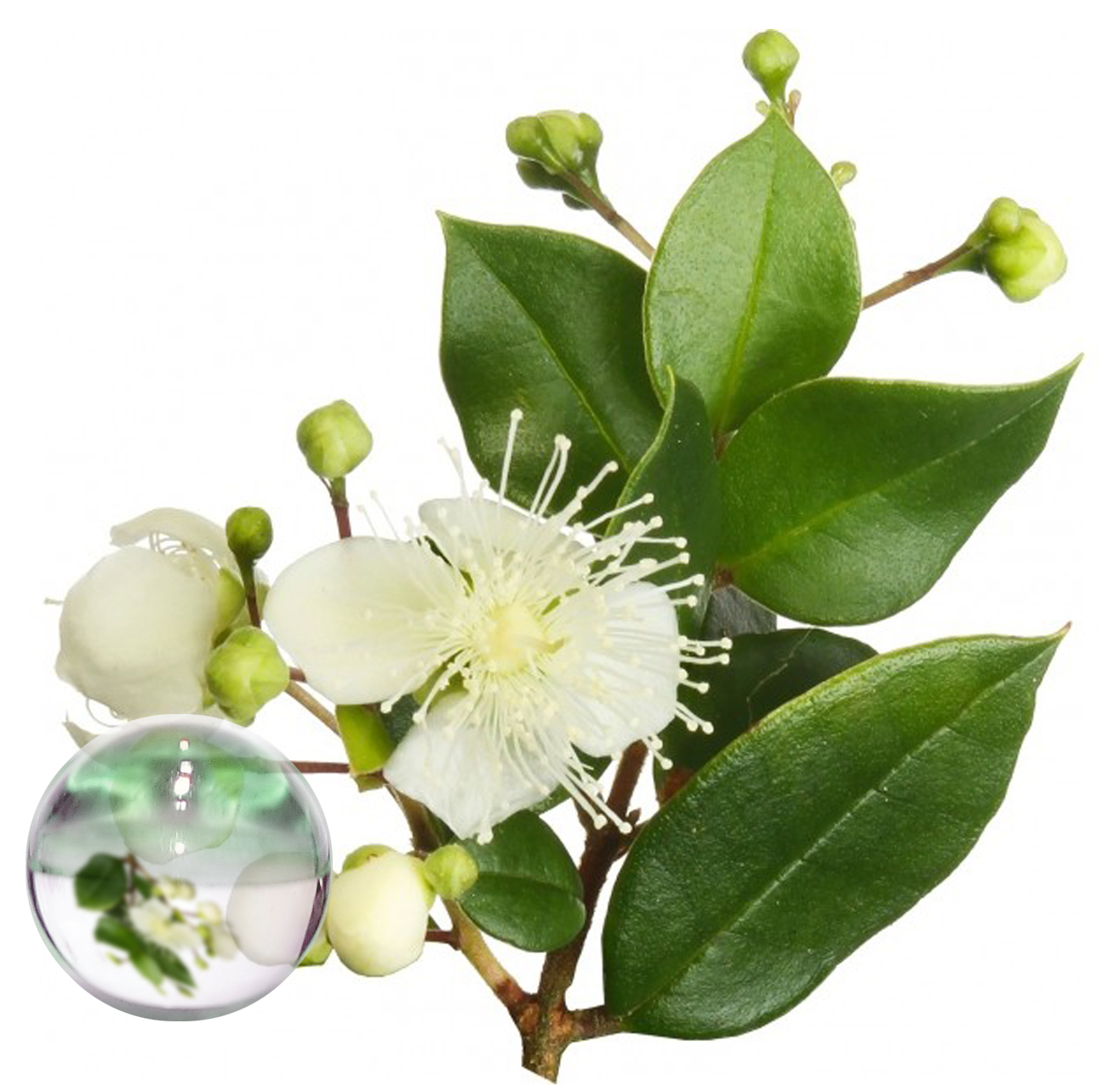Hydrolat Myrte Vert BIO
