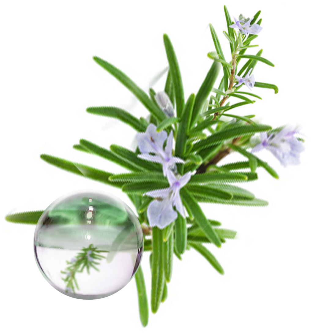 Hydrolat Romarin Verbenone BIO