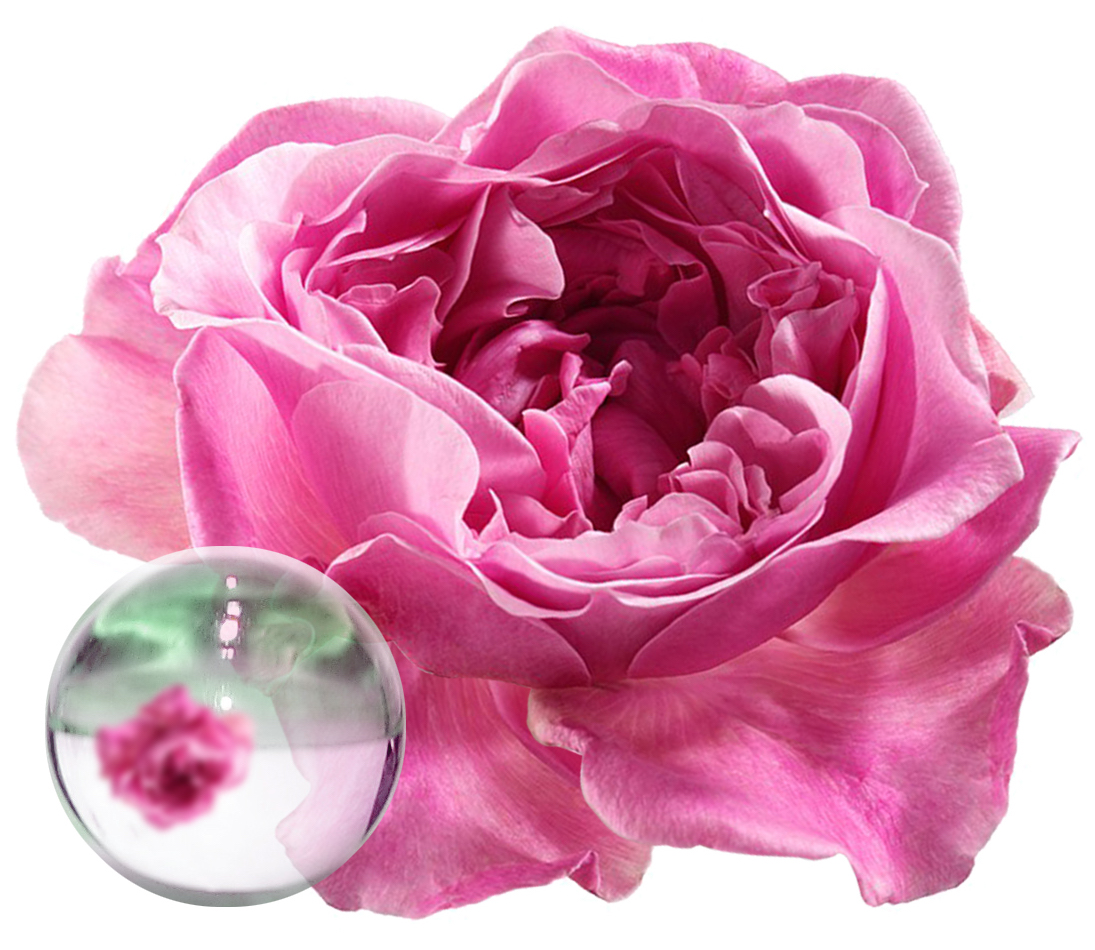 Hydrolat Rose BIO