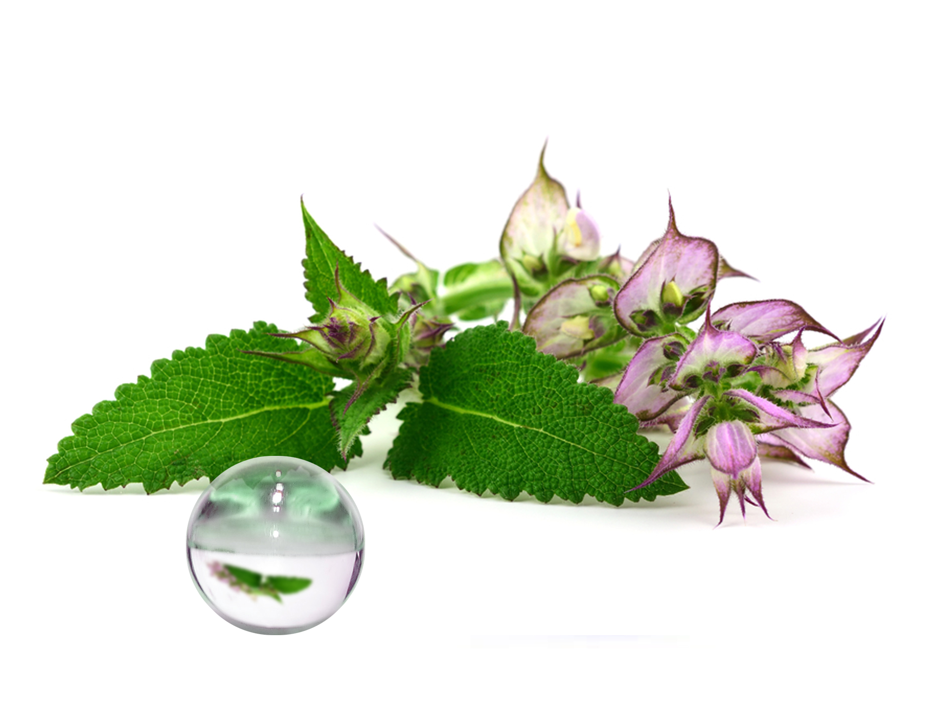 Hydrolat Sauge Sclarée BIO