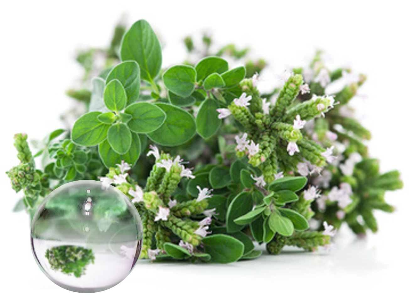 Hydrolat Thym Thujanol BIO