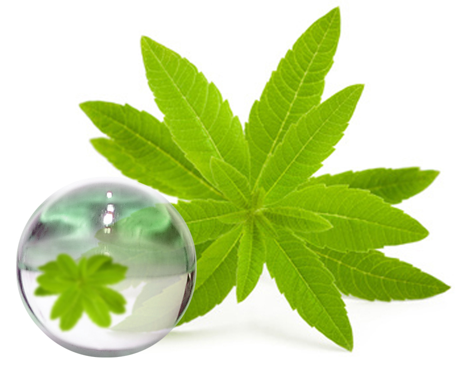 Hydrolat Verveine Odorante BIO
