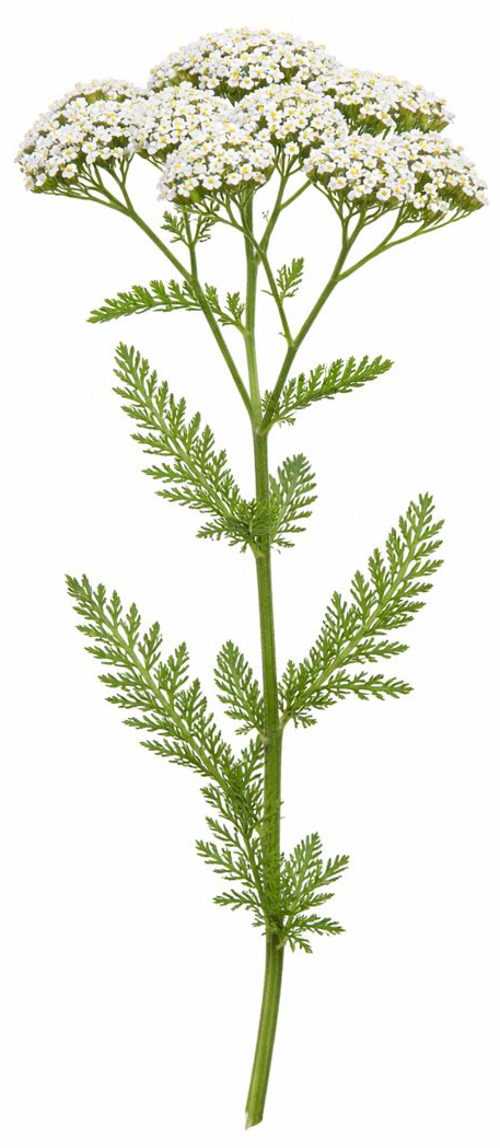 Achillée Millefeuille (Achillea Millefolium) BIO