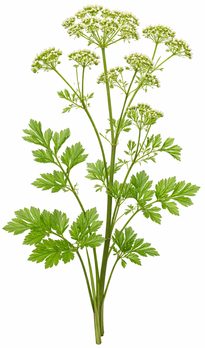 Anis vert (Pimpinella Anisum)