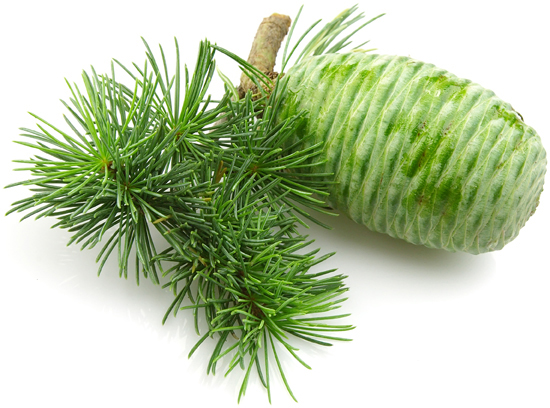 Cèdre de l’Himalaya (Cedrus Deodora) BIO