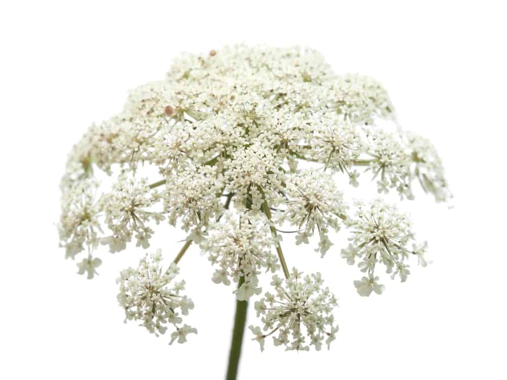 Carotte cultivée (Daucus Carota) BIO