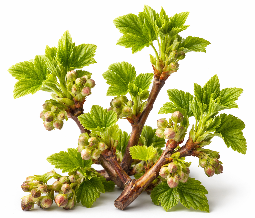 absolute blackcurrant 50% (Ribes Nigrum)