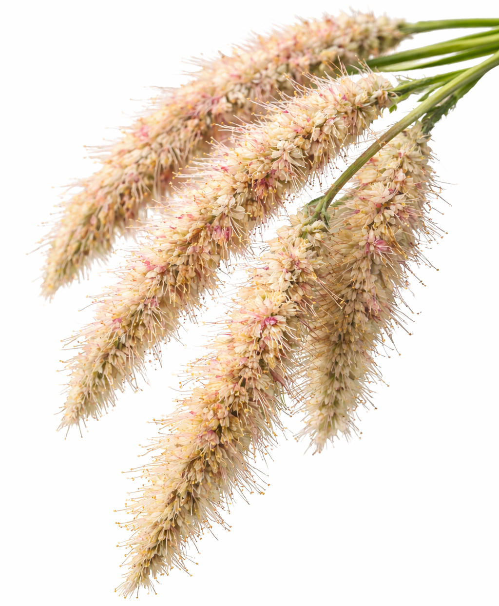 Citronnelle de Java ( Cymbopogon Winter.) BIO
