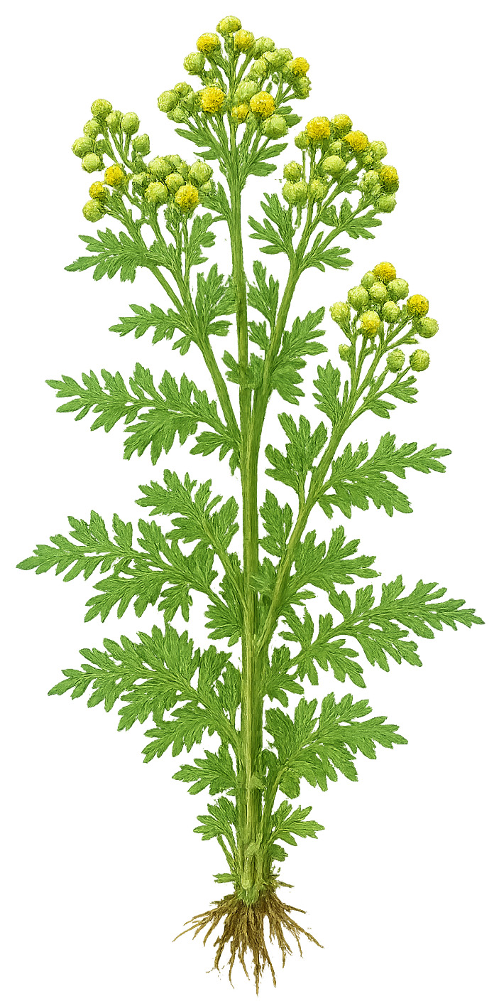 Davana BIO