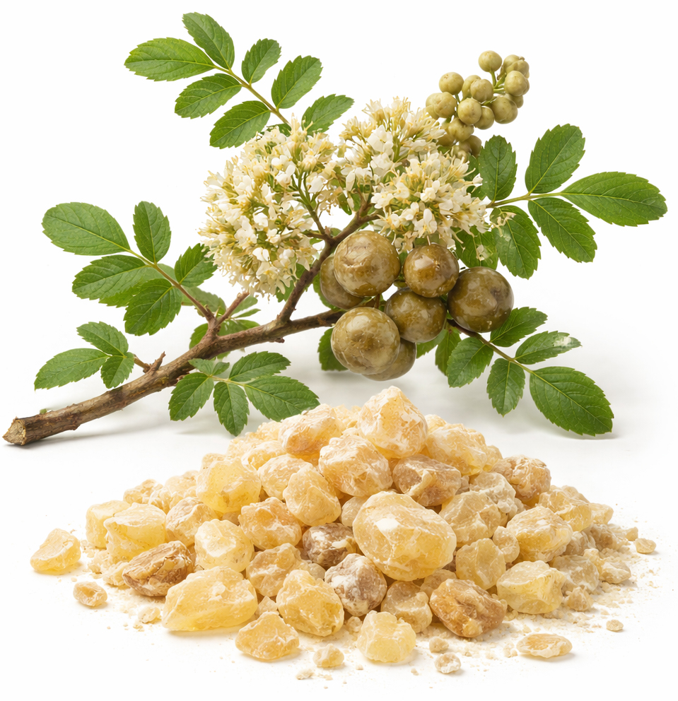 Frankincense carterii