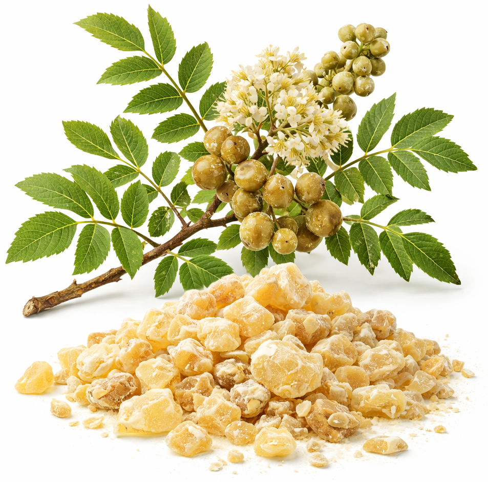 organic frankincense serrata