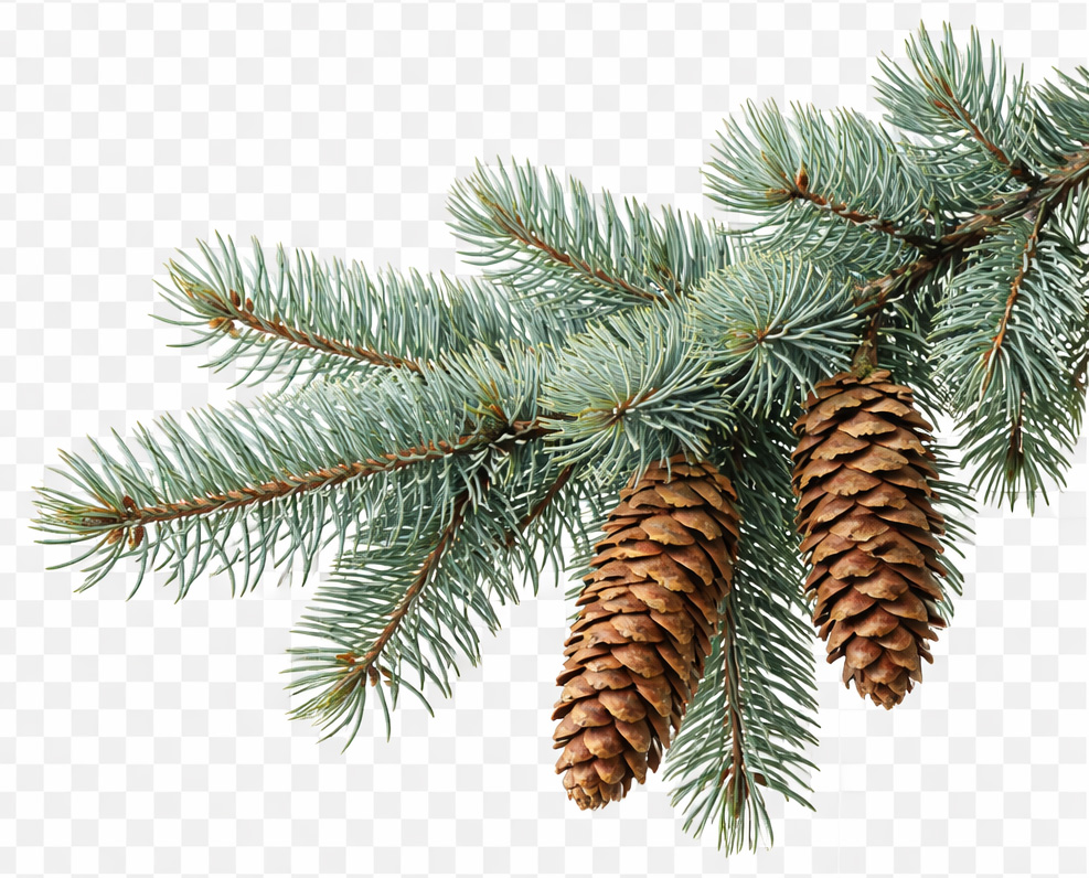 Blauwe spar (Picea Pungens)