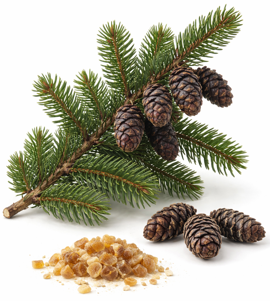 organic black spruce (Picea Mariana)