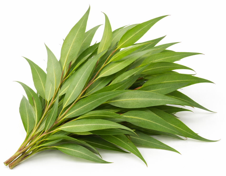 Citroen-eucalyptus (Eucalyptus Citriodora) BIO