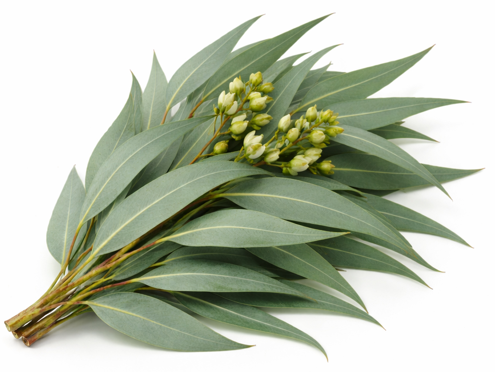 Bolvormige eucalyptus (Eucalyptus Globulus)