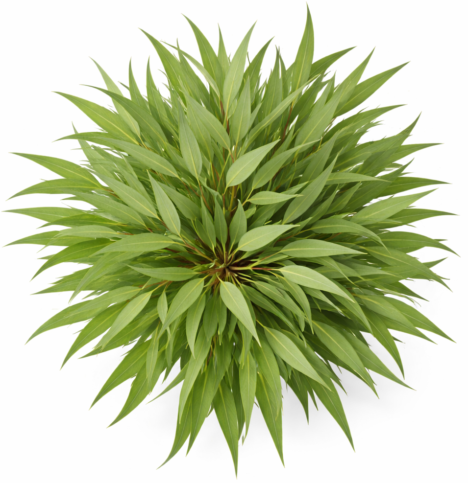 radiata eucalyptus