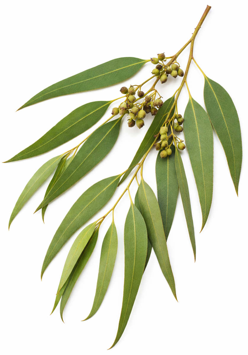Eucalyptus Smithii BIO