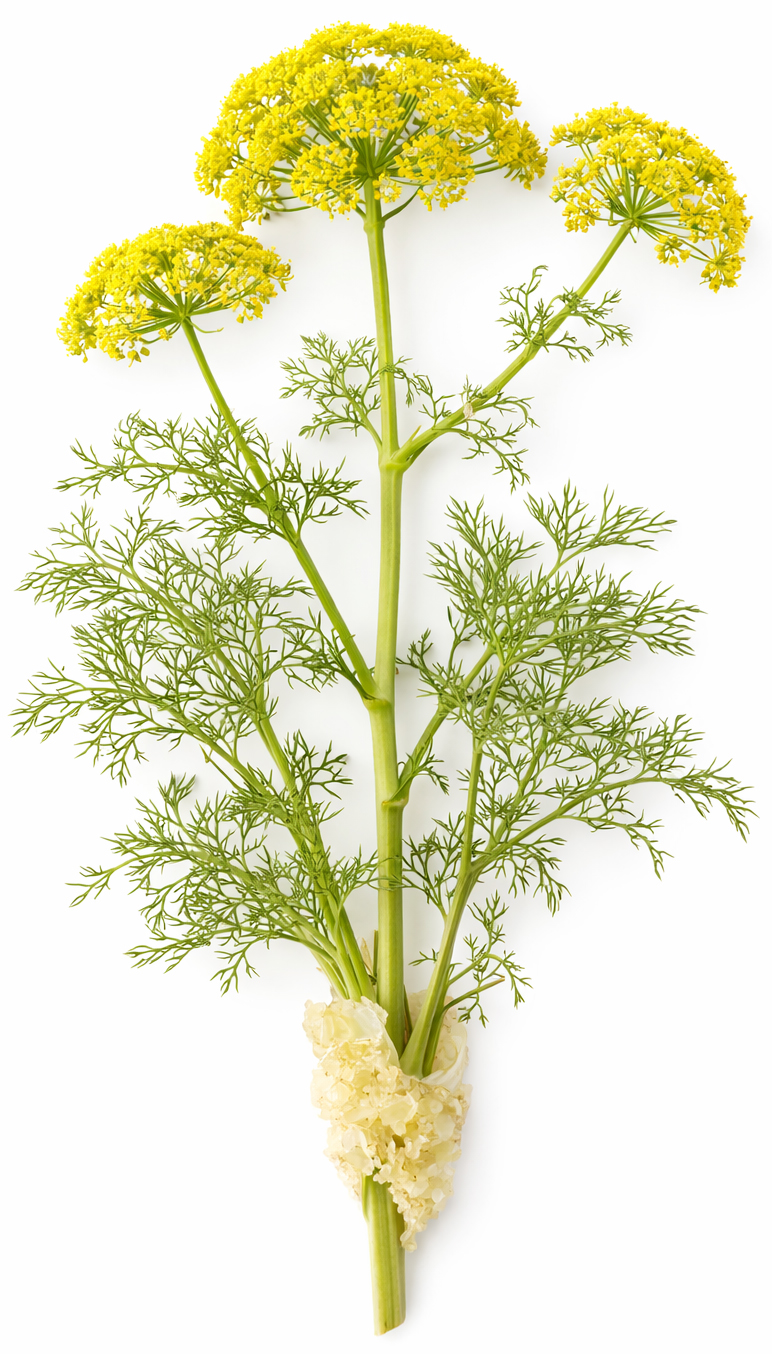 Galbanum