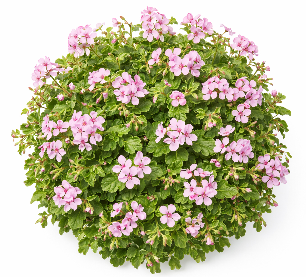 Bourbongeranium (Pelargonium Asp.bourbon) BIO