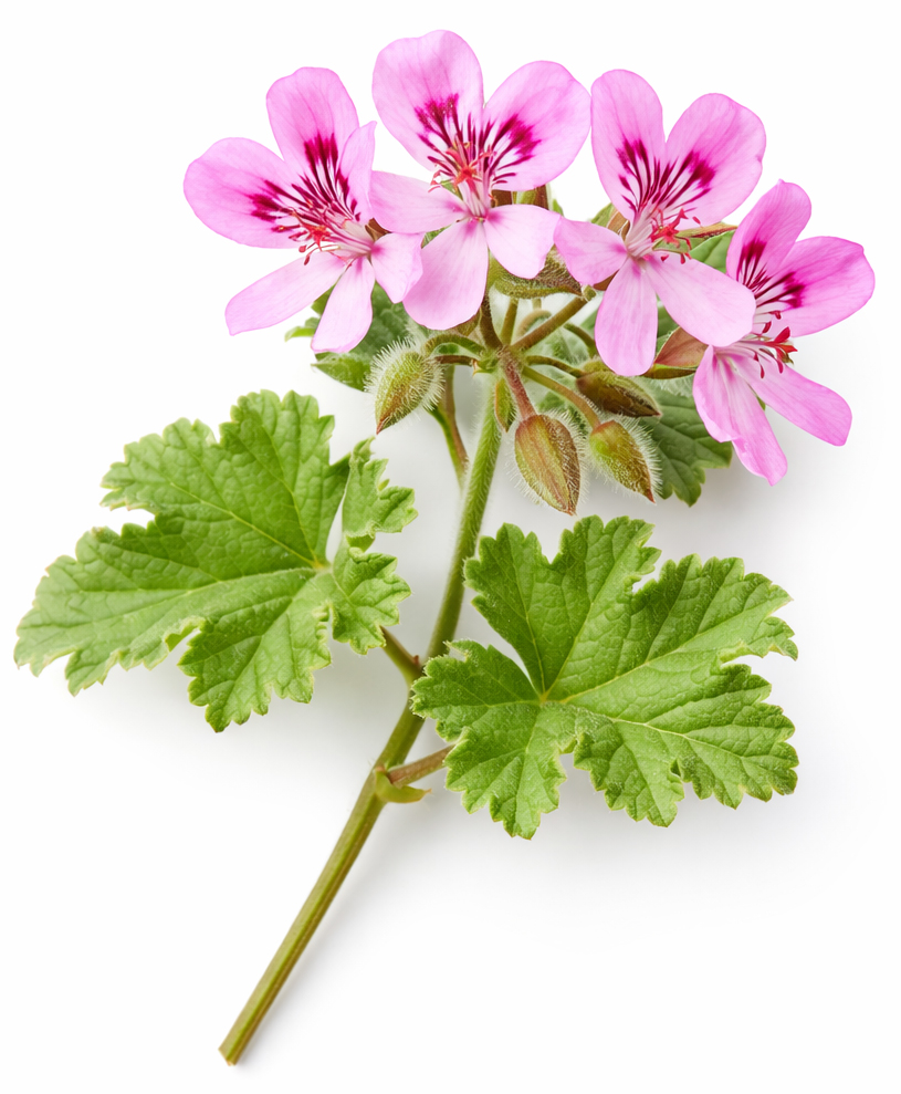 rose geranium