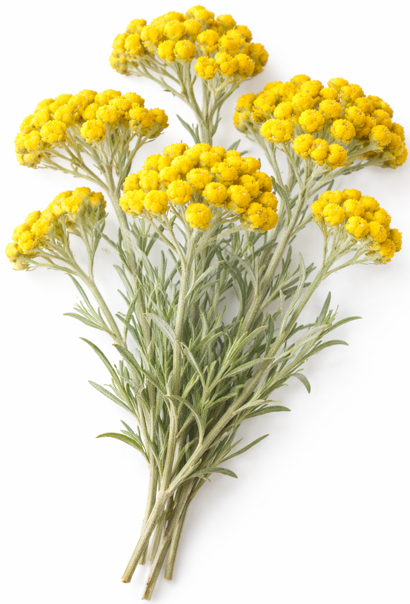 organic Italian Corsican helichrysum
