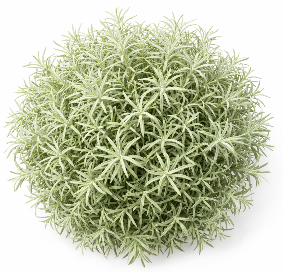 Madagaskar Helichrysum BIOLOGISCH