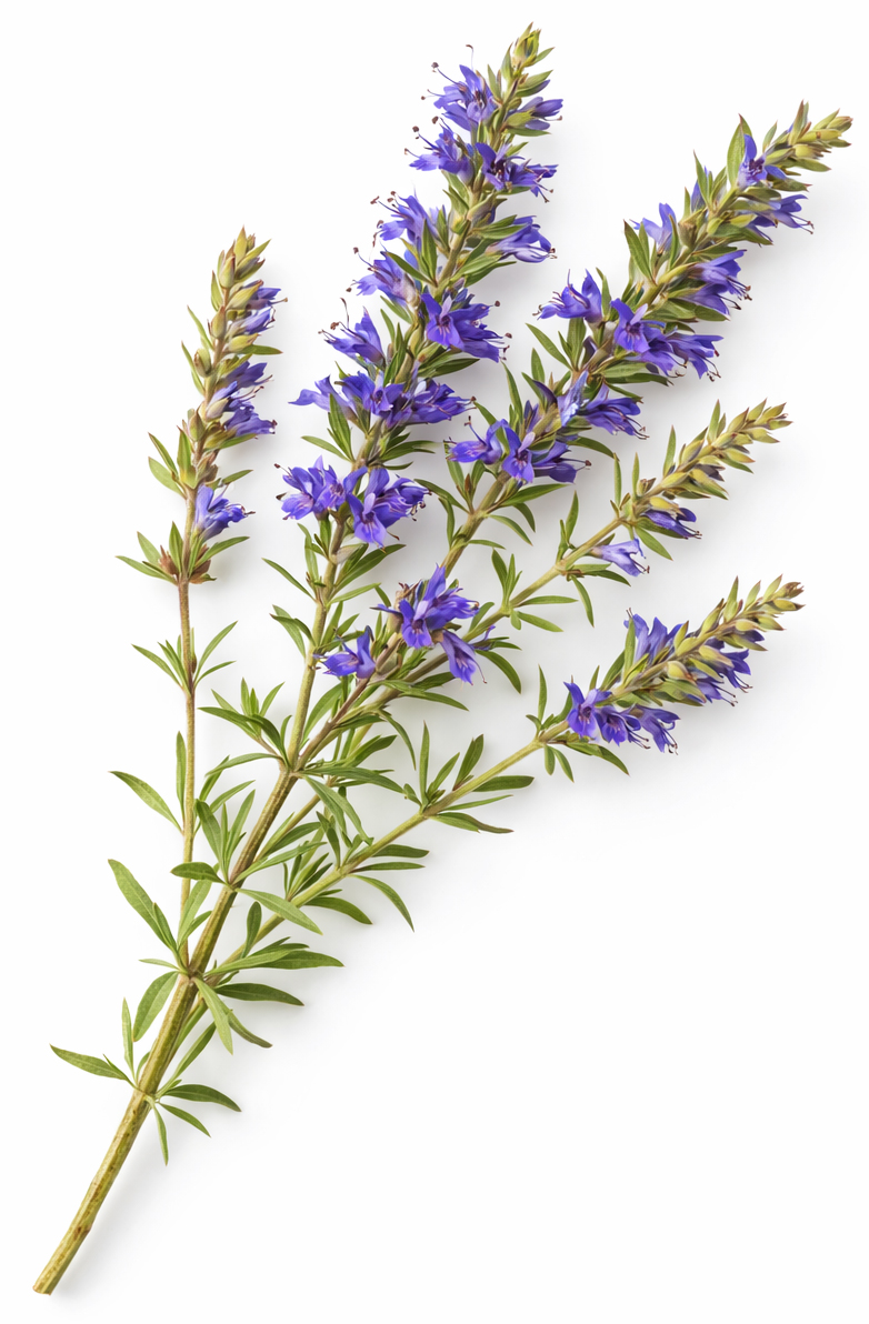 Hysop Off.lying BIO